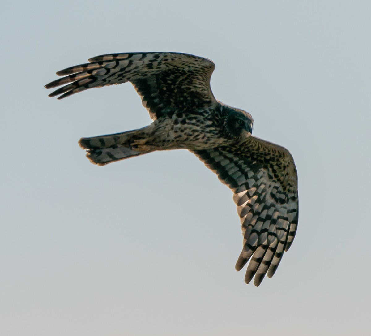 Northern Harrier - ML646772951