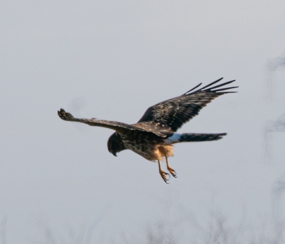 Northern Harrier - ML646772952
