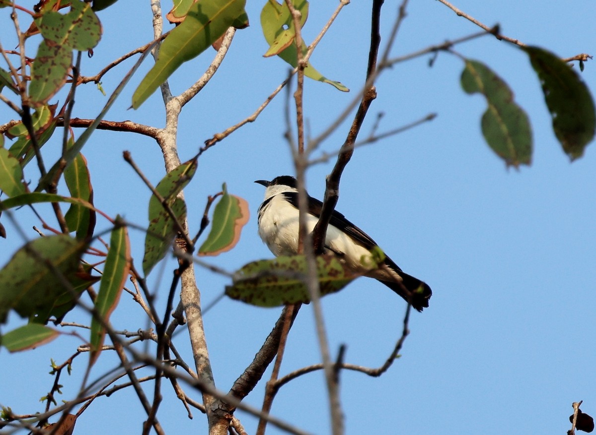 Banded Honeyeater - ML646772953