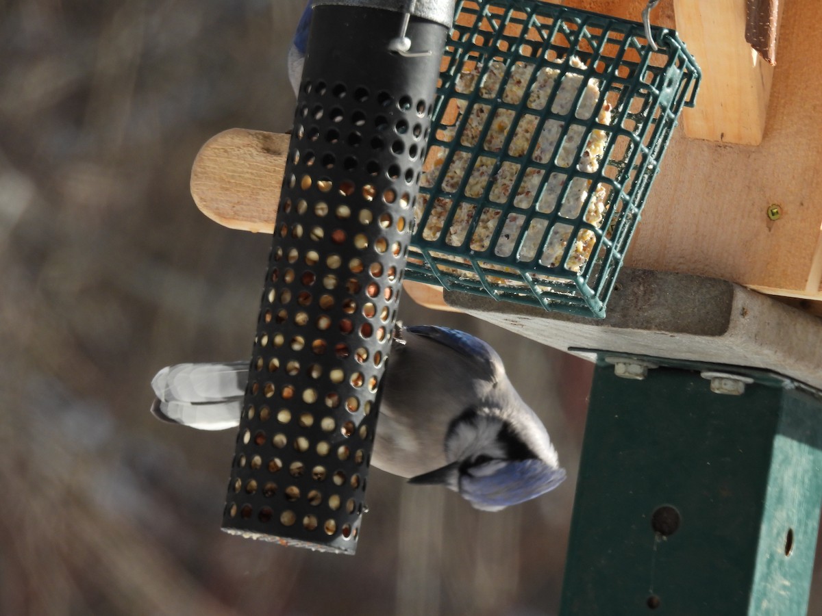 sojka chocholatá - ML646772954