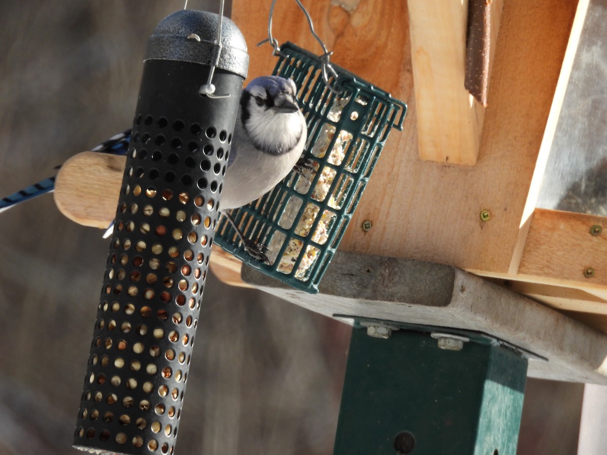 sojka chocholatá - ML646772955