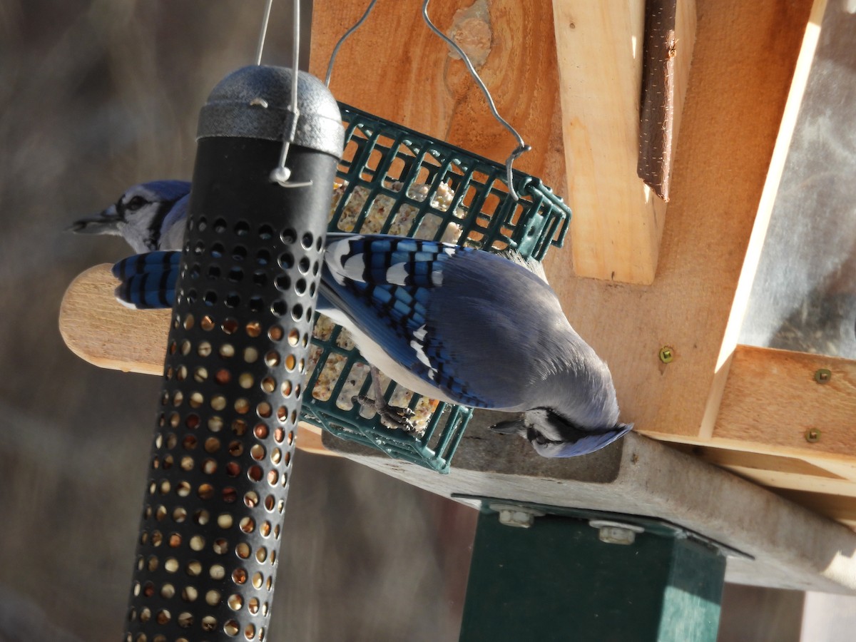 sojka chocholatá - ML646772956