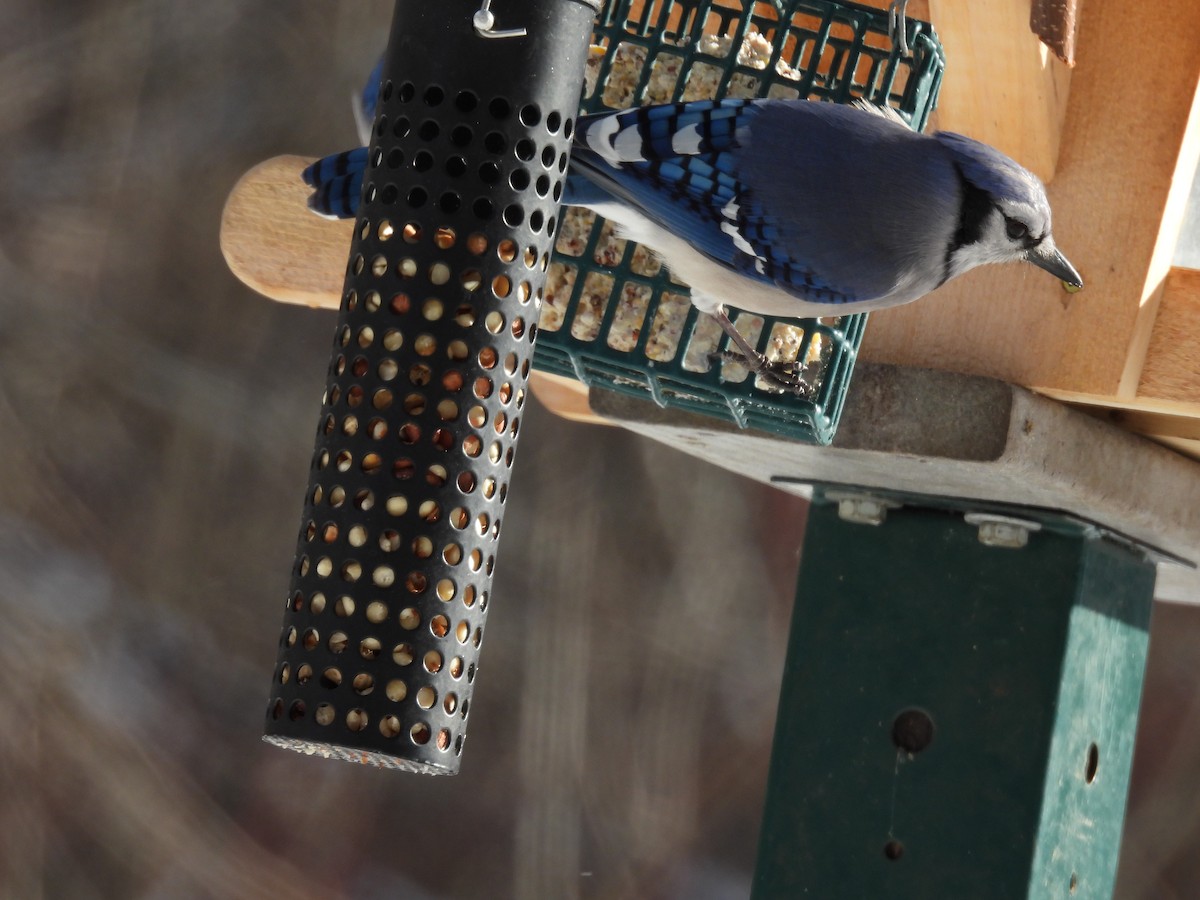 sojka chocholatá - ML646772957