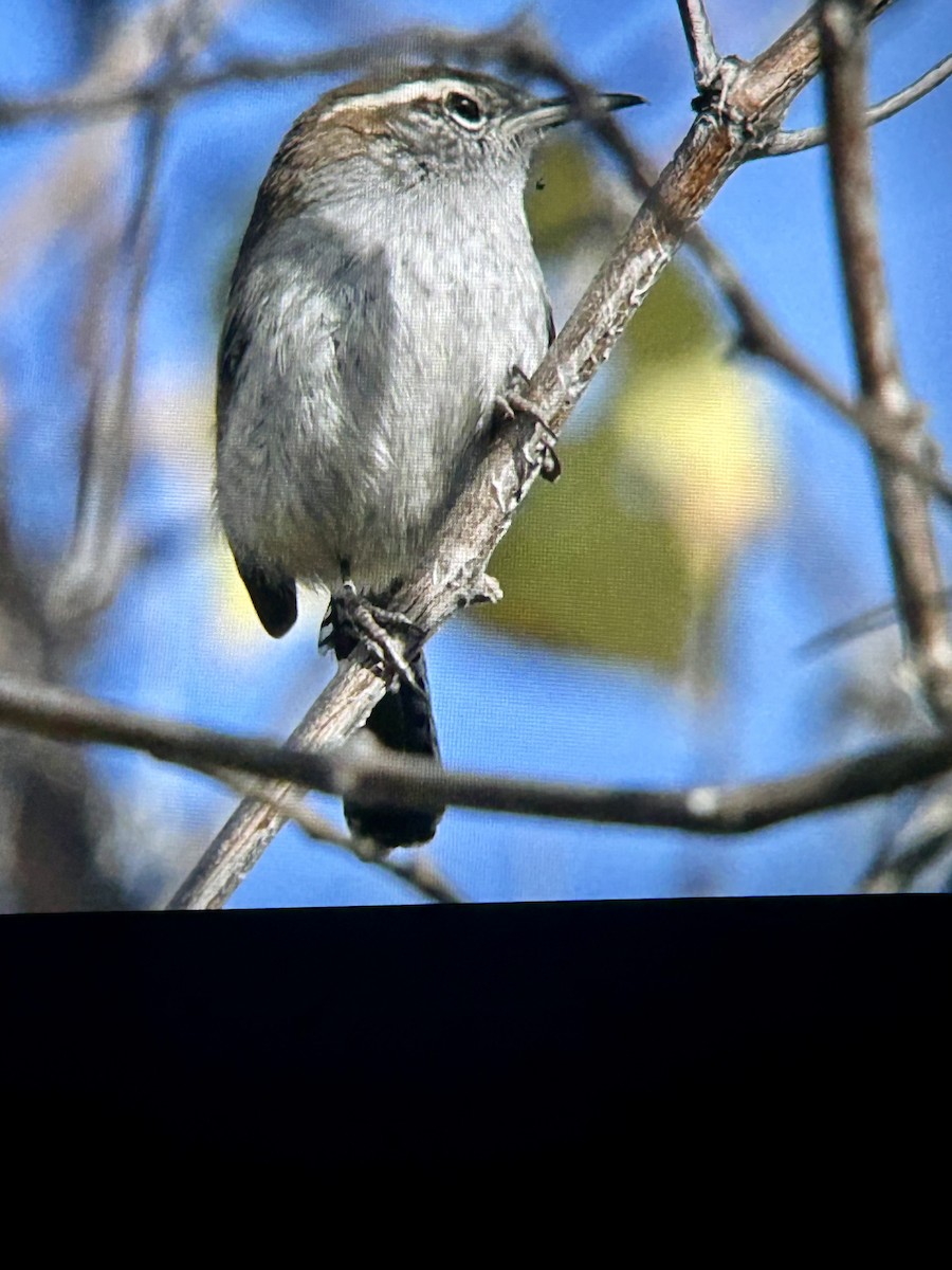 Troglodyte de Bewick - ML646772958