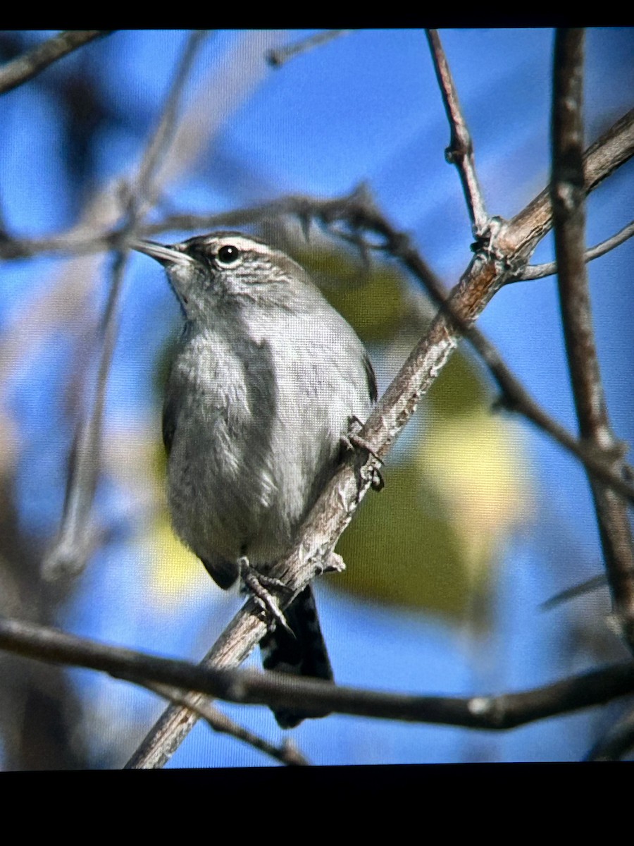 Troglodyte de Bewick - ML646772959