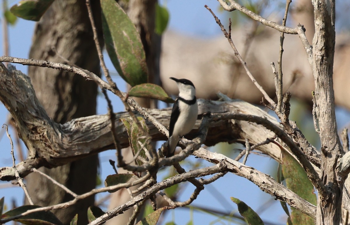 Banded Honeyeater - ML646772961