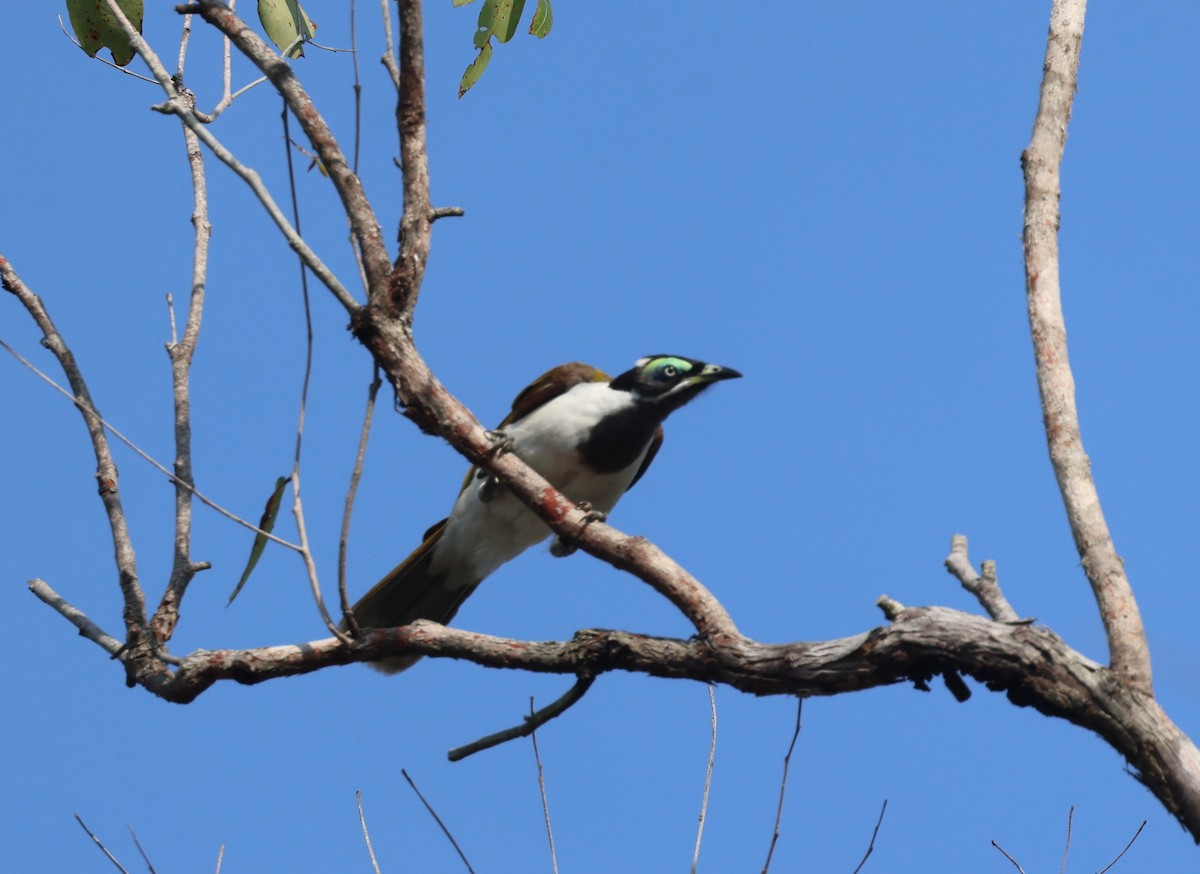 Blue-faced Honeyeater - ML646772965