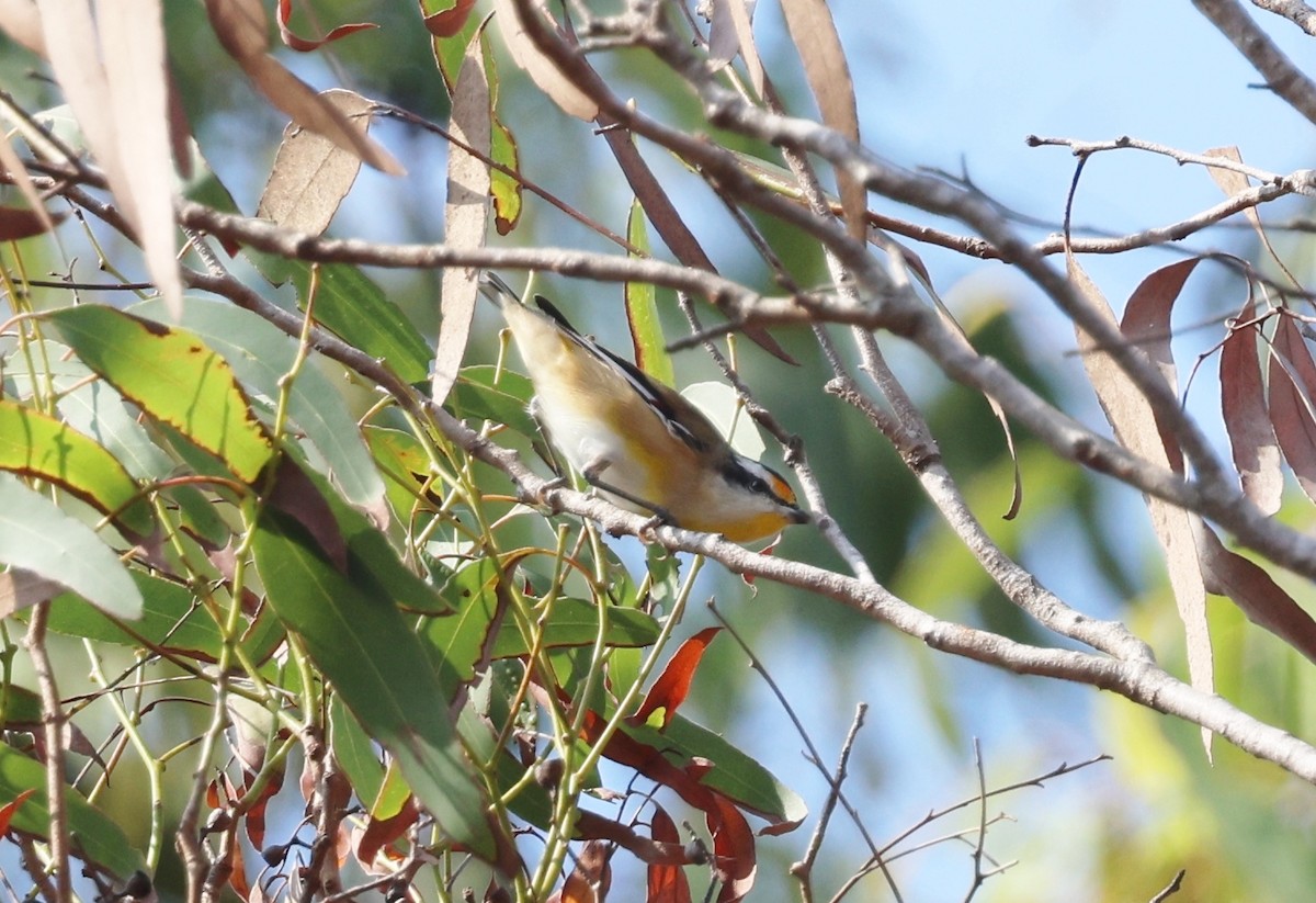 Striated Pardalote - ML646772970
