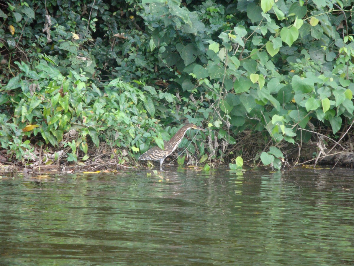 bukač červenavý - ML646772973