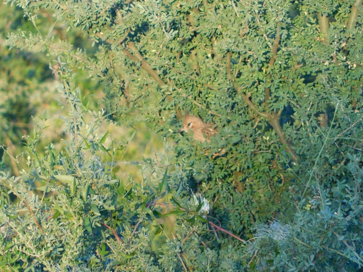 lerkekrattløper - ML646772974