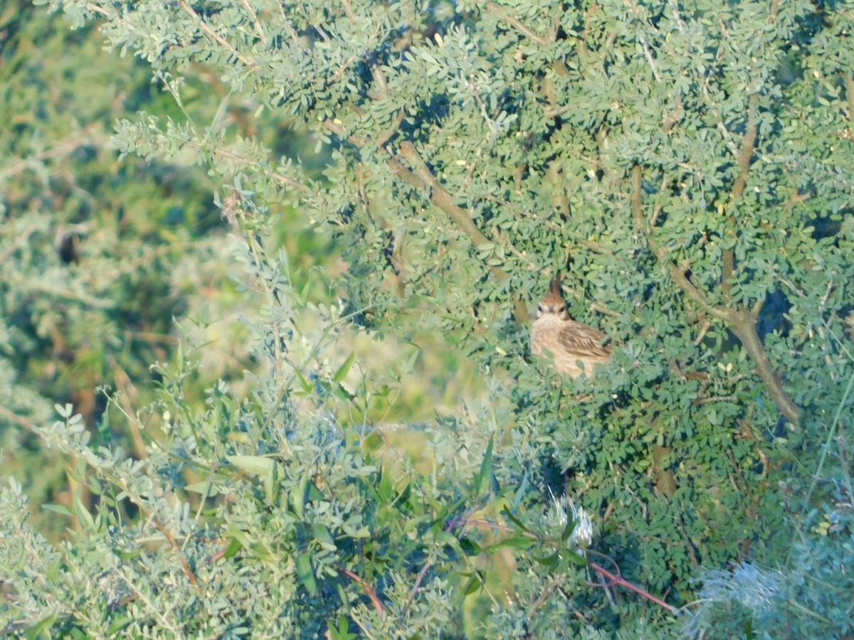 lerkekrattløper - ML646772975