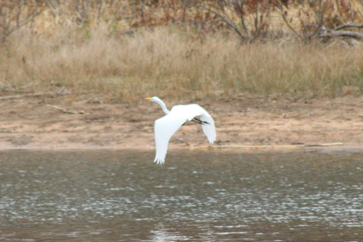 Great Egret - ML646772976