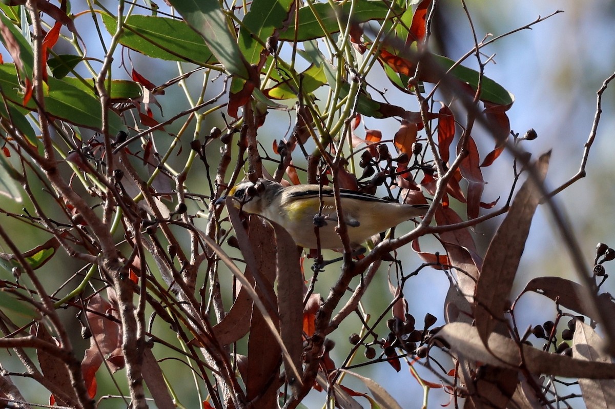 Striated Pardalote - ML646772977