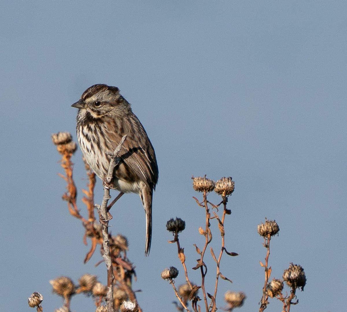 Song Sparrow - ML646772981