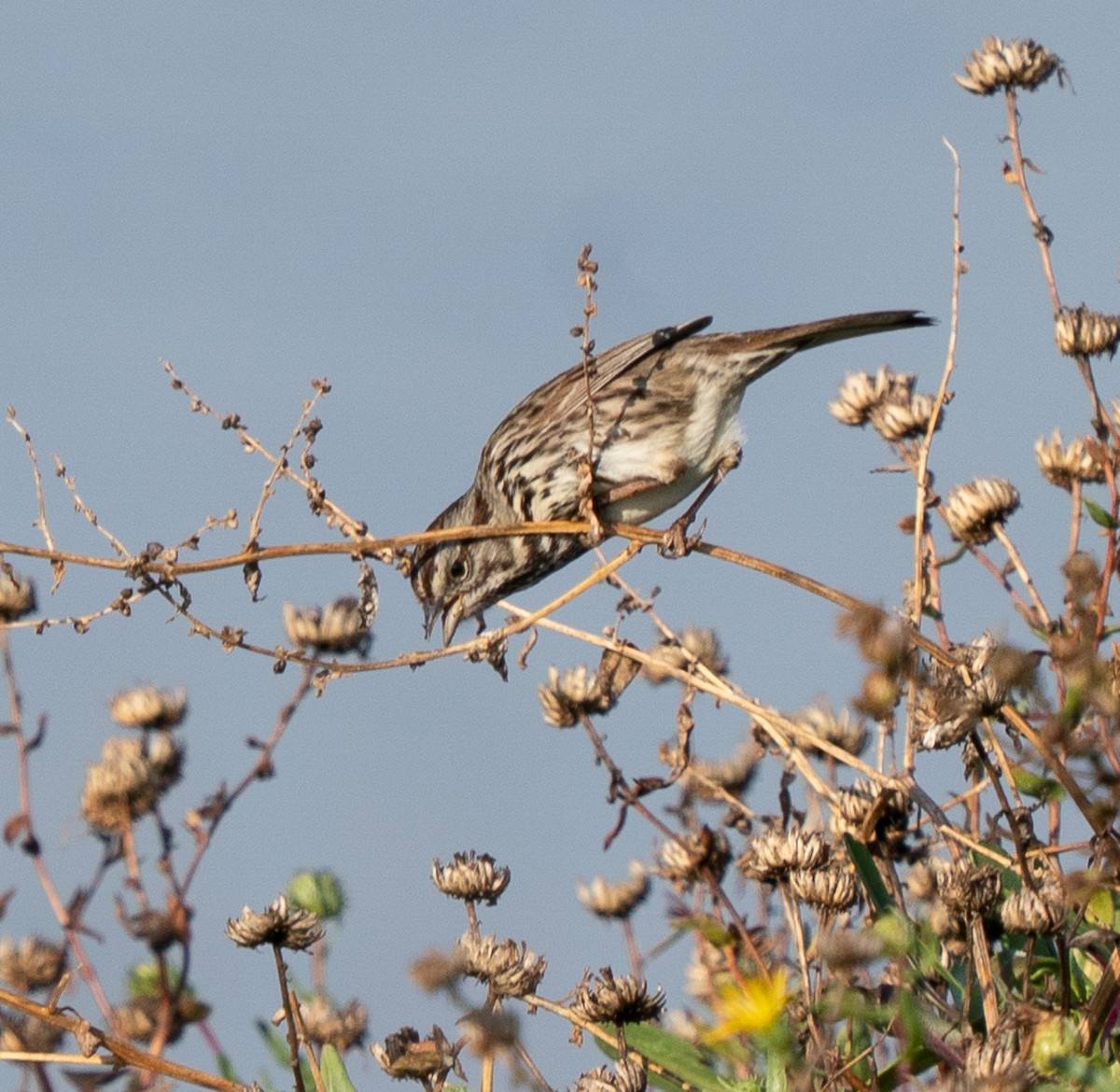 Song Sparrow - ML646772982