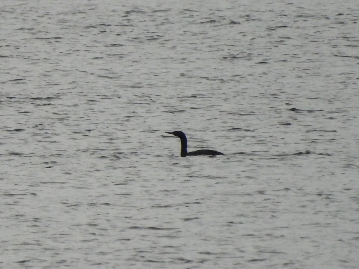 Pelagic Cormorant - ML646772984