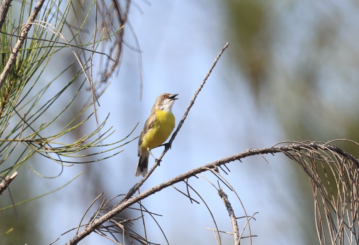 White-throated Gerygone - ML646772986