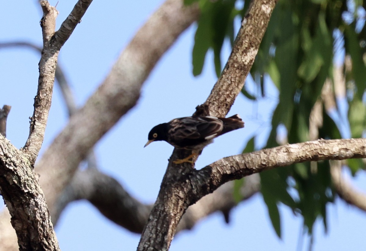 Varied Sittella - ML646772987