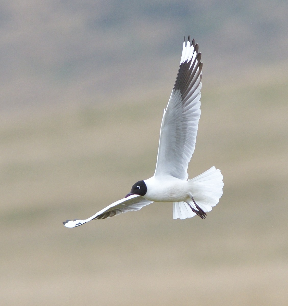 Andean Gull - ML646772988