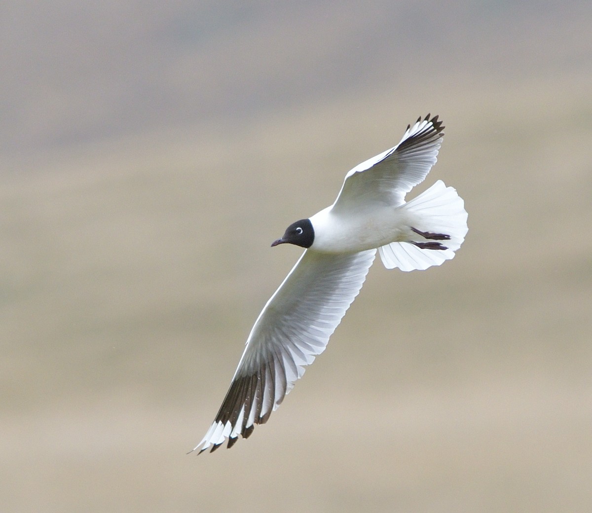 Andean Gull - ML646772989