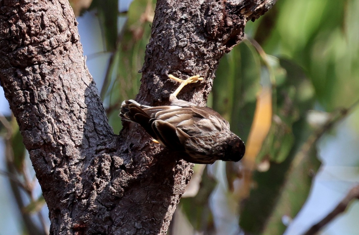 Varied Sittella - ML646772991