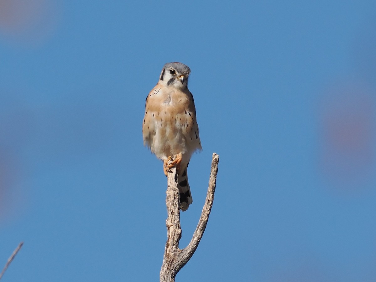 Воробьиная пустельга - ML646772993
