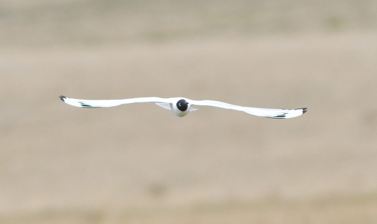 Andean Gull - ML646772994