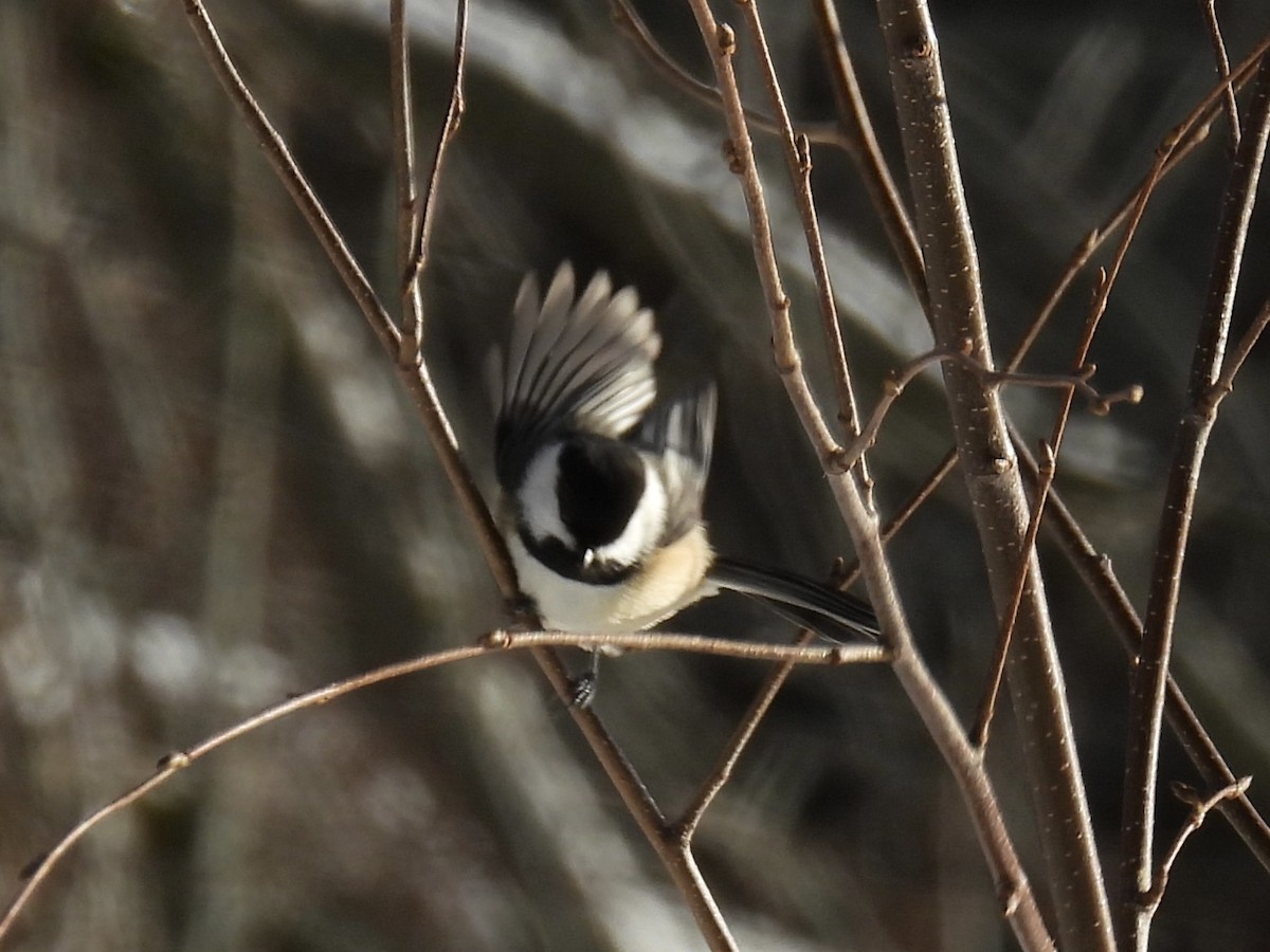 Black-capped Chickadee - ML646772995