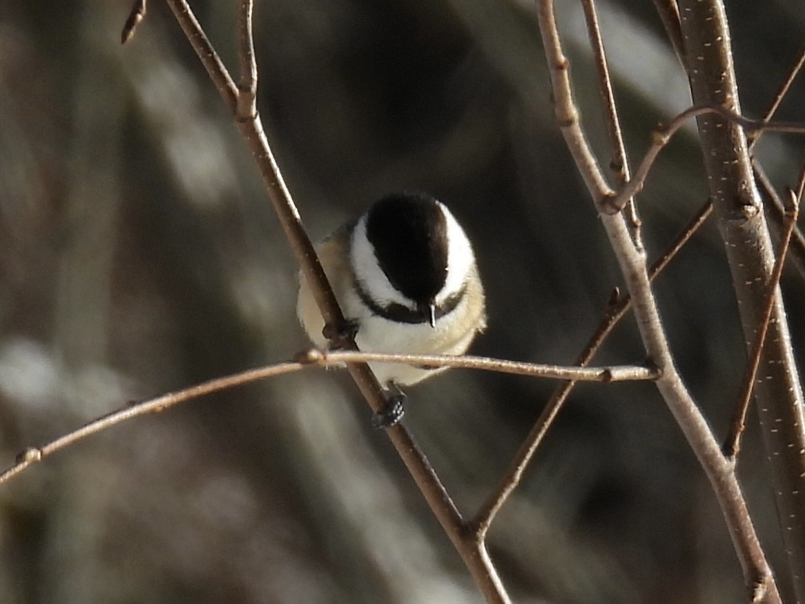 Black-capped Chickadee - ML646772996