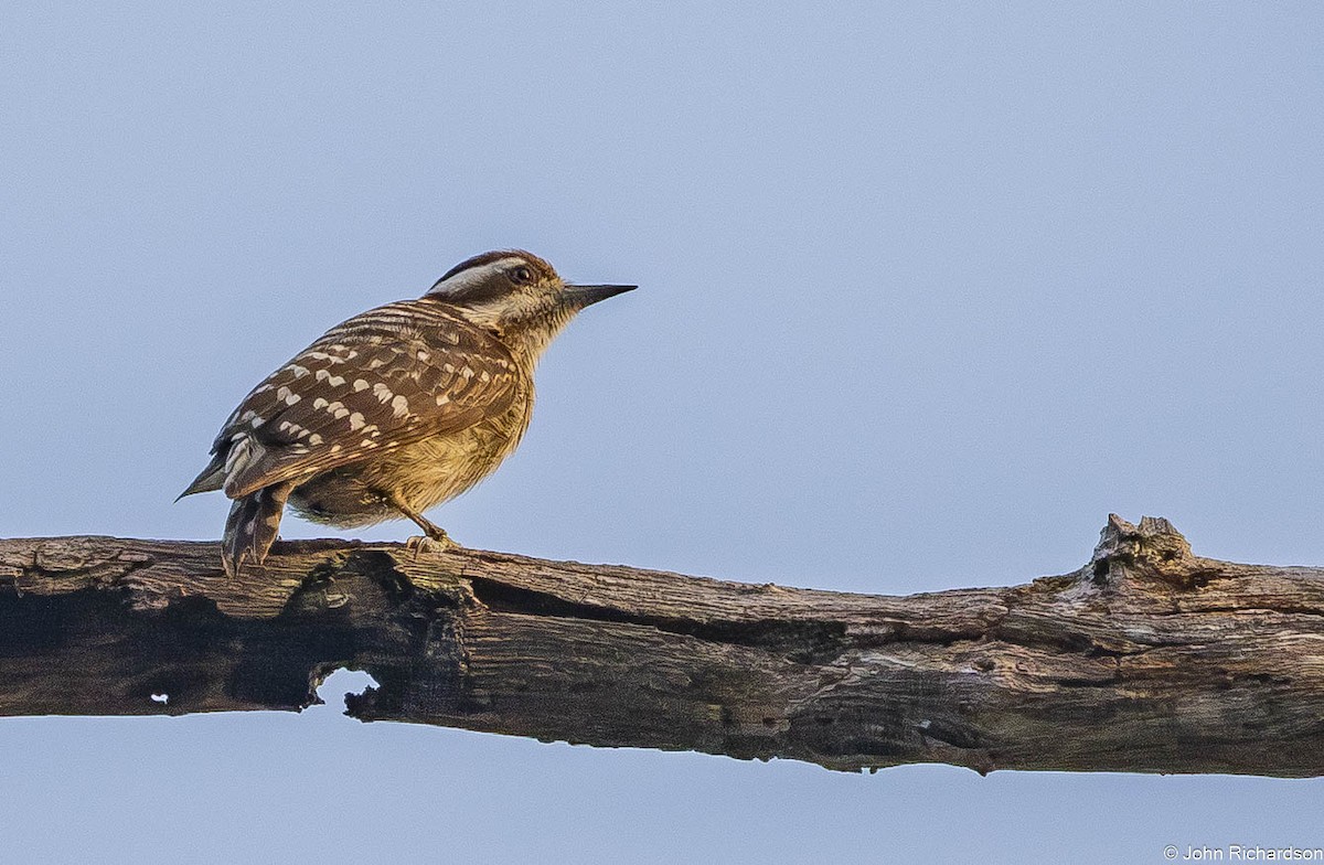 sundaspett - ML646772997