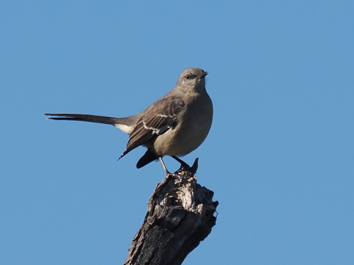 Многоголосый пересмешник - ML646773005