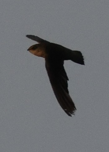 סיס ארובות - ML646773007