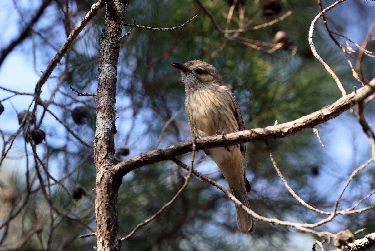 Rufous Whistler - ML646773008