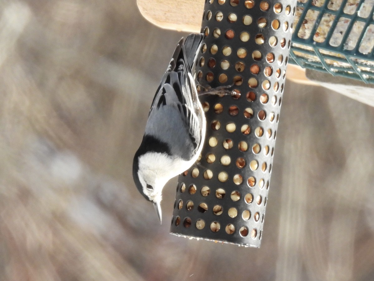 Sittelle à poitrine blanche - ML646773009