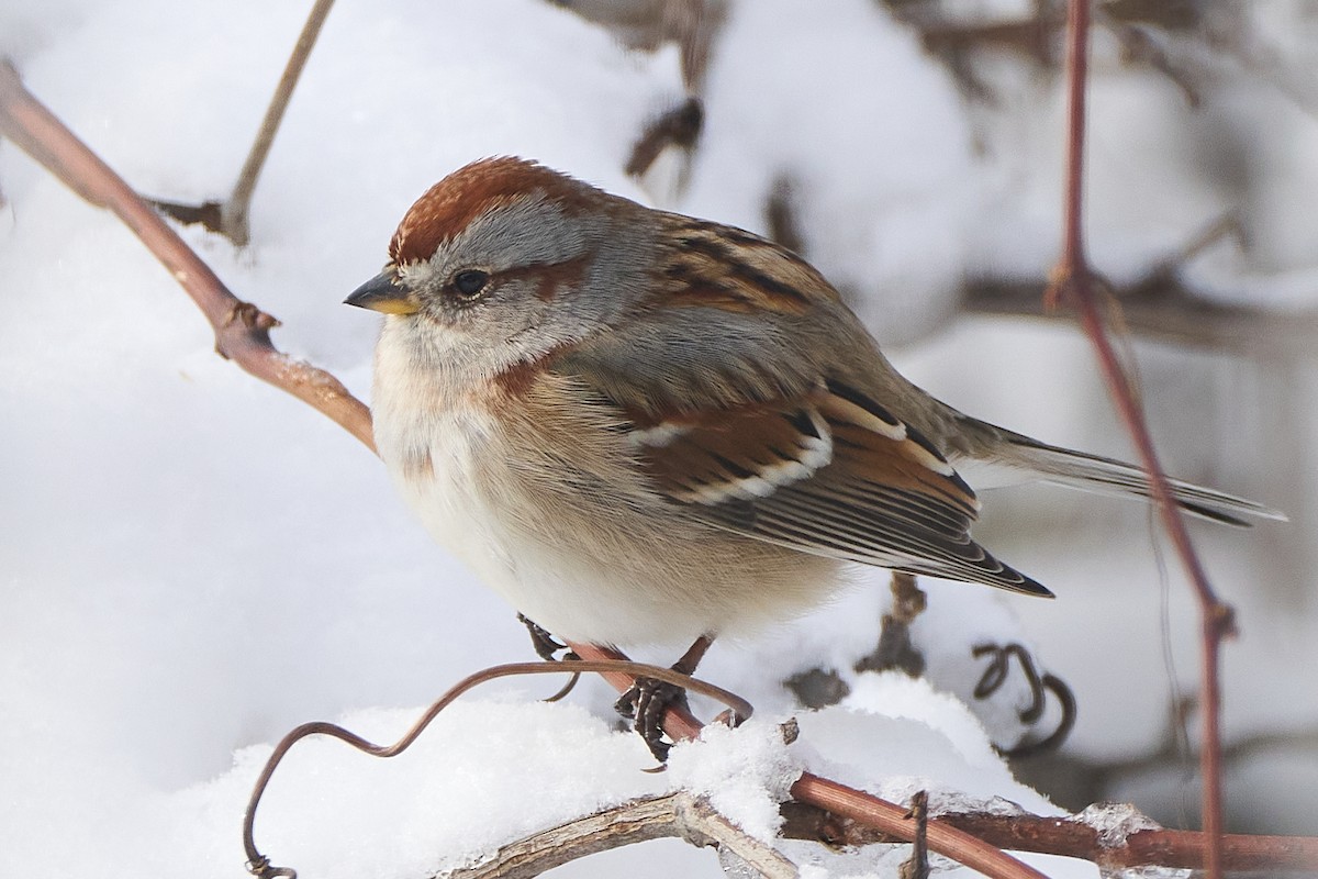 American Tree Sparrow - ML646773011