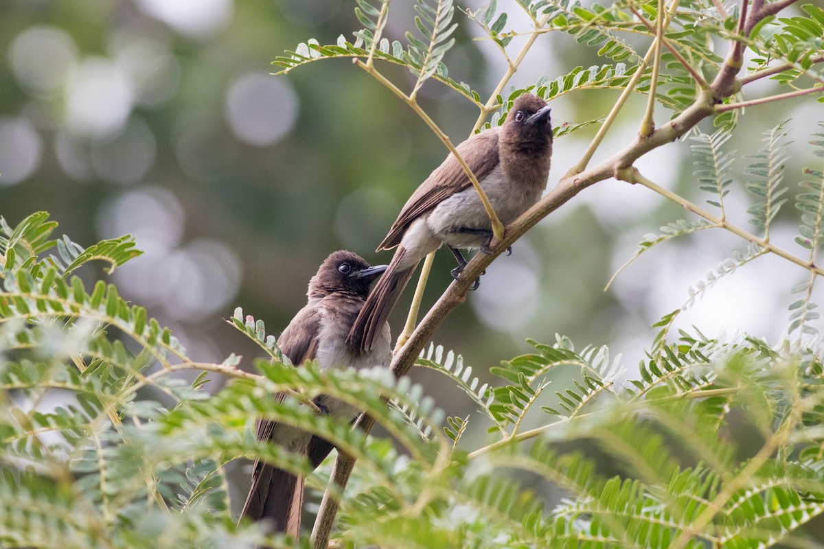 Graubülbül - ML646773012