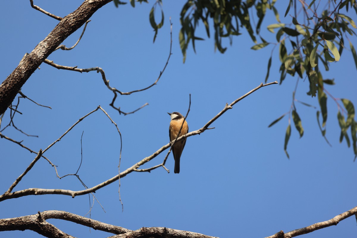 Rufous Whistler - ML646773013