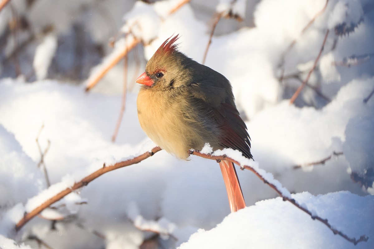 Northern Cardinal - ML646773015