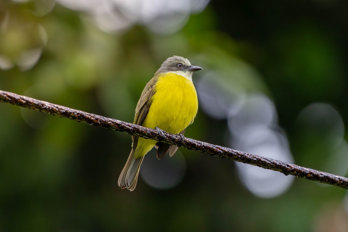 Gray-capped Flycatcher - ML646773019