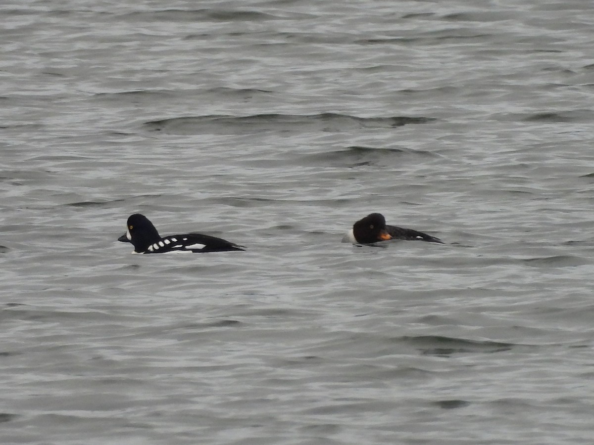 Barrow's Goldeneye - ML646773020