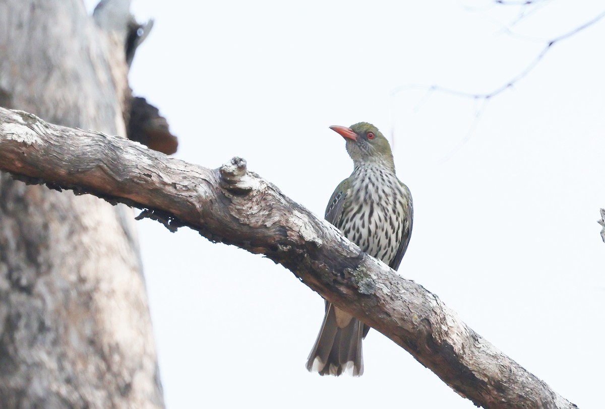 Olive-backed Oriole - ML646773022