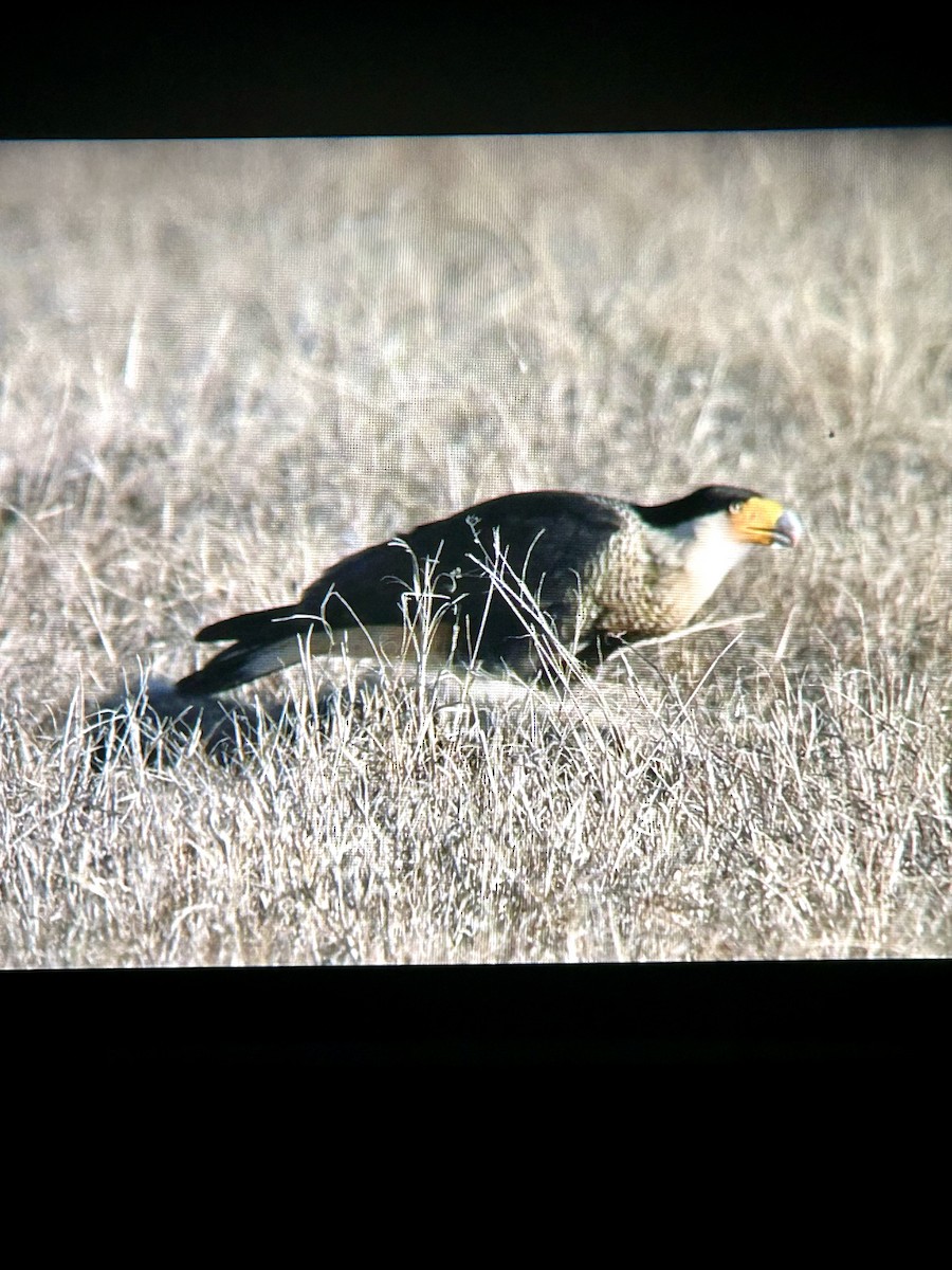 Caracara huppé - ML646773023