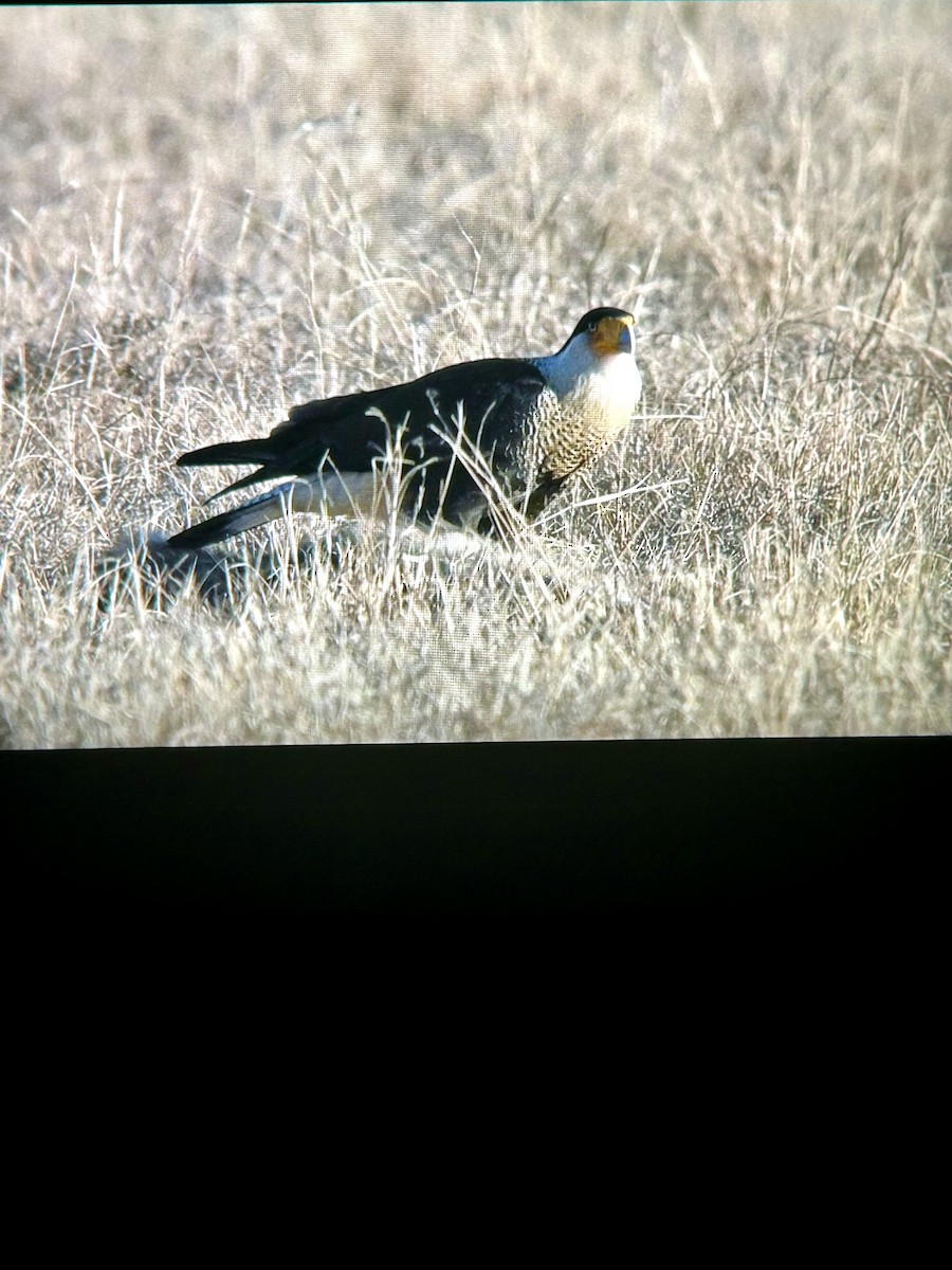 Caracara huppé - ML646773024