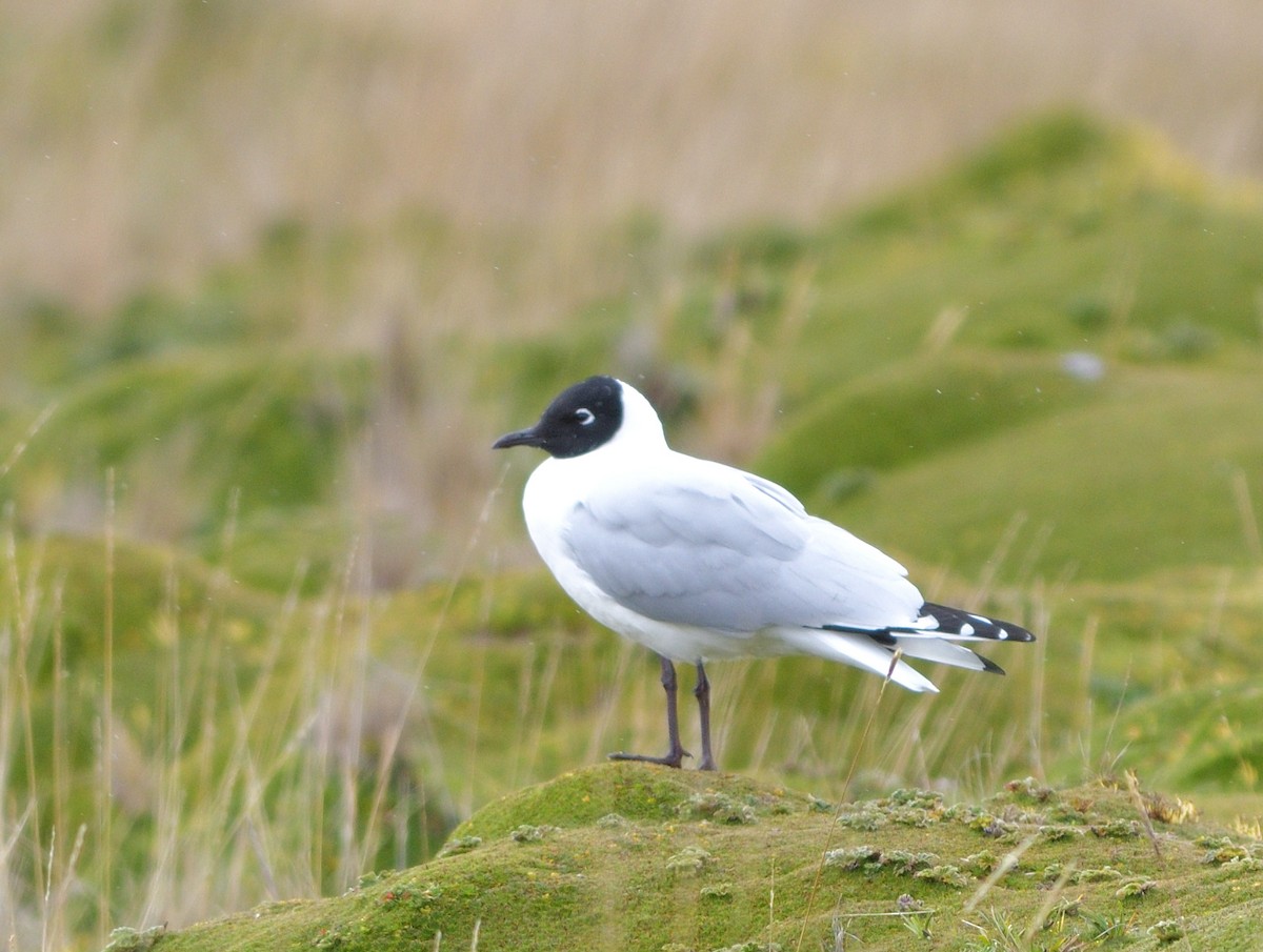 Andean Gull - ML646773027