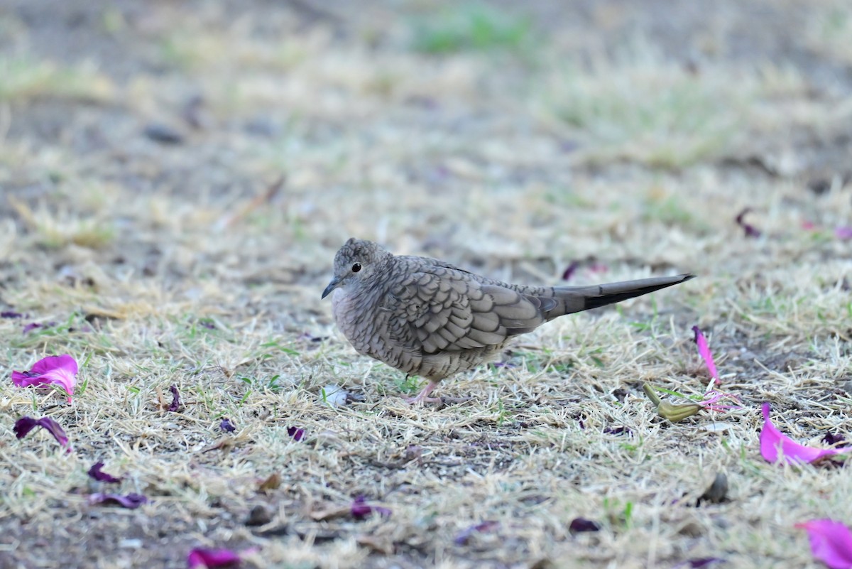 Inca Dove - ML646773028