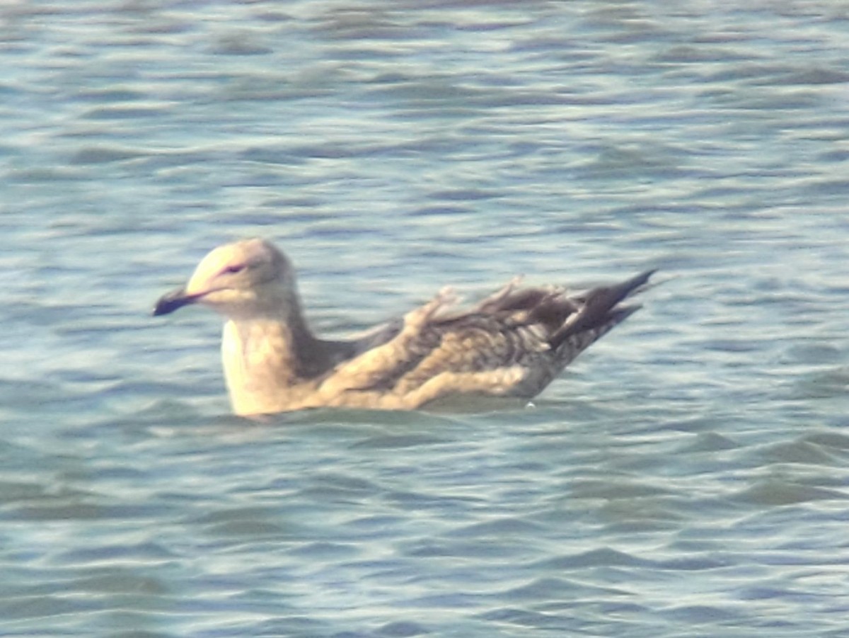 Gaviota Argéntea Americana - ML646773029