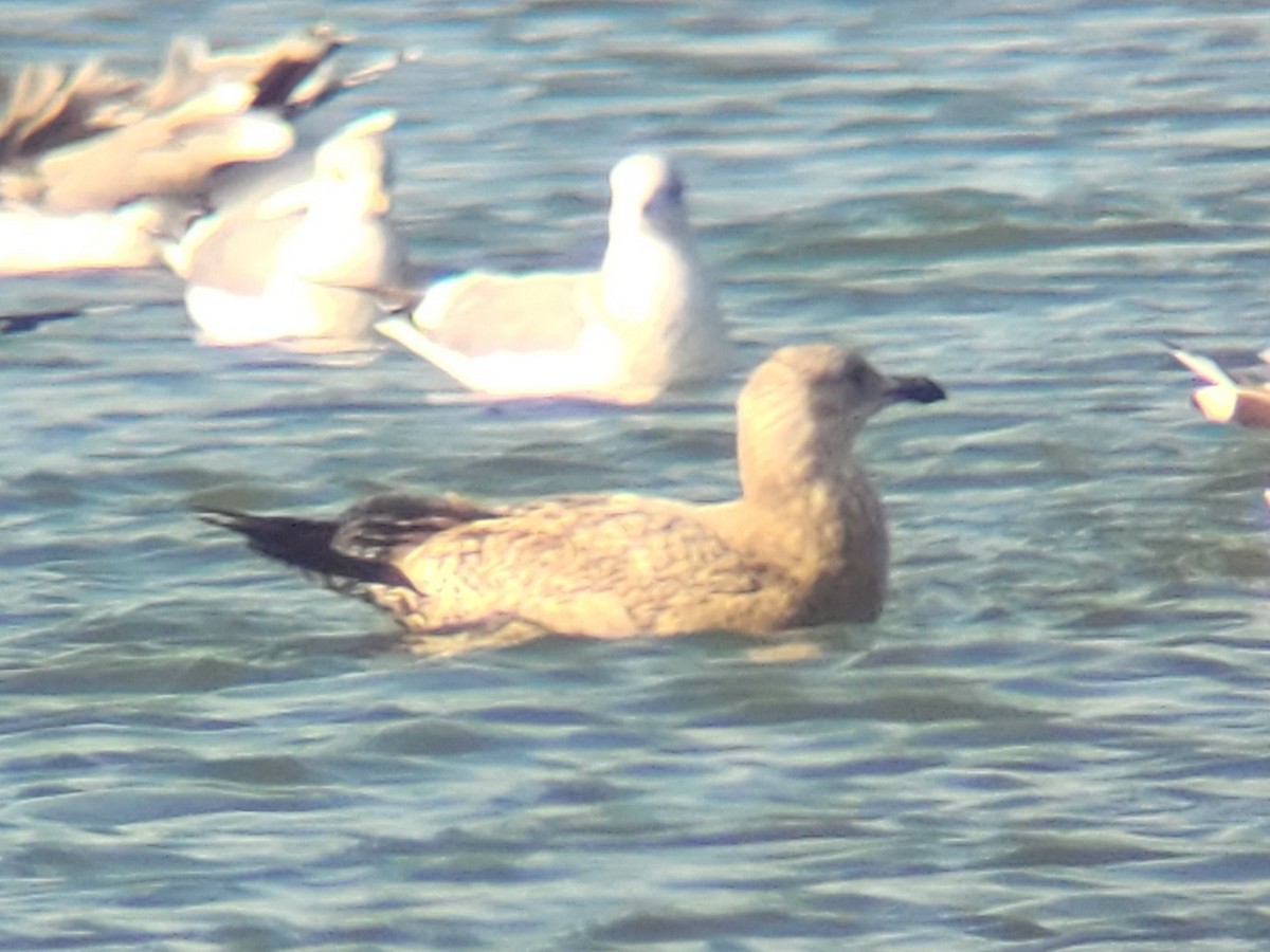 Gaviota Argéntea Americana - ML646773030