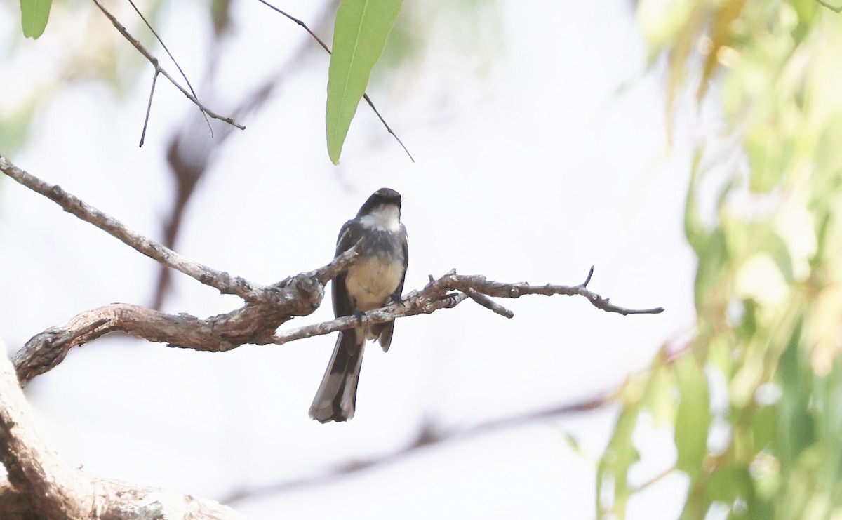 Northern Fantail - ML646773031