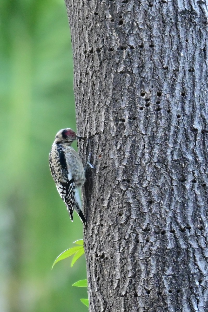 Yellow-bellied Sapsucker - ML646773032