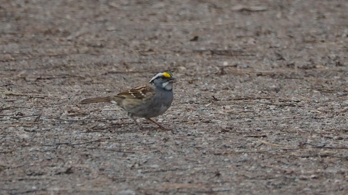 White-throated Sparrow - ML646773033